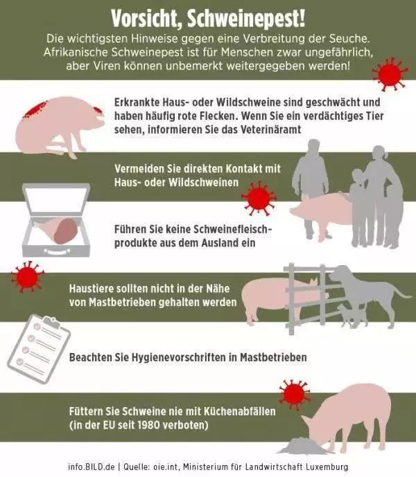  在德国发现的第一例非洲猪瘟病例