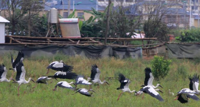 大概五百只濒危物种钳嘴鹳居住在云南孟连，当地加强保护