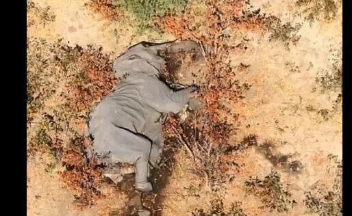 未知！博茨瓦纳称蓝藻细菌使得数百头大象死亡， 环保主义者仍然不满意