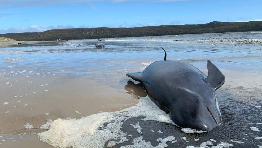 澳大利亚塔斯马尼亚搁浅鲸鱼总数接近500头