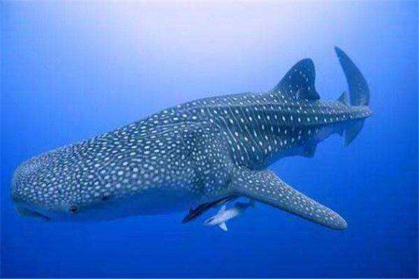 一项新的研究发现雌性鲸鲨生长缓慢，但最终体型大