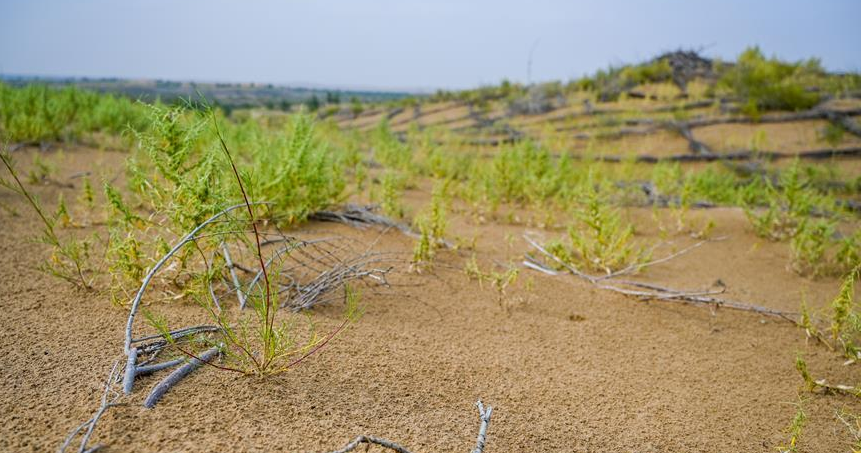 中国沙地沙漠生态修复治理取得很大的效果