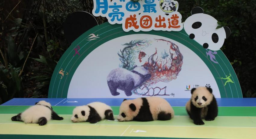 成都7只大熊猫宝宝集体出现在人前