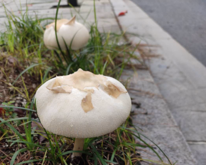 街头发现个头很大的蘑菇，转眼就不见了！