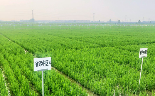 加快转变农业发展方式，促进稻米产业高质量发展