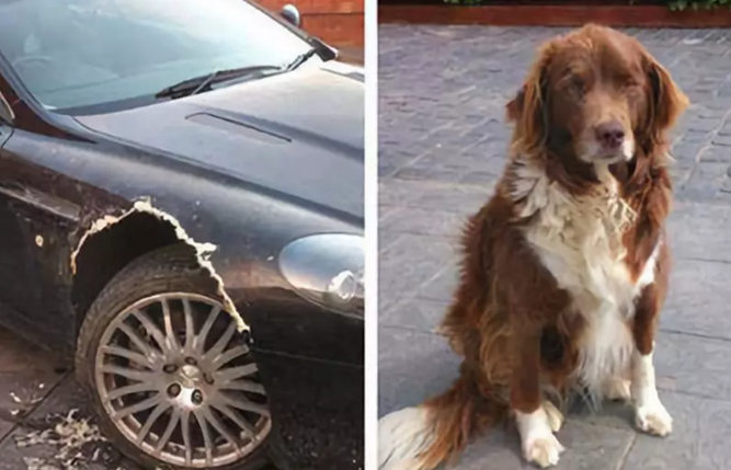 一辆私家车被两只狗咬坏，谁来负责维修？