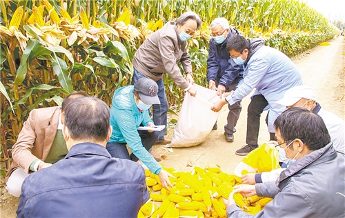 绿色技术助玉米亩高产
