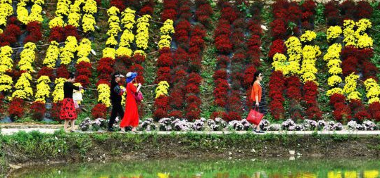 贵州龙里：“菊花经济”促使乡村旅游发展