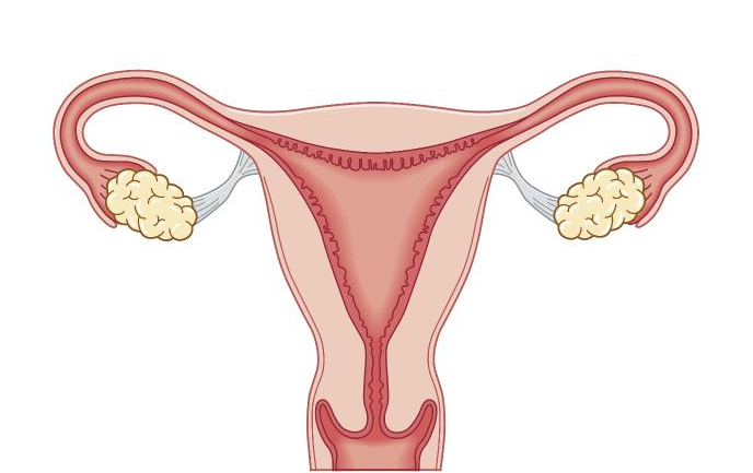 正常子宫内膜有多厚？