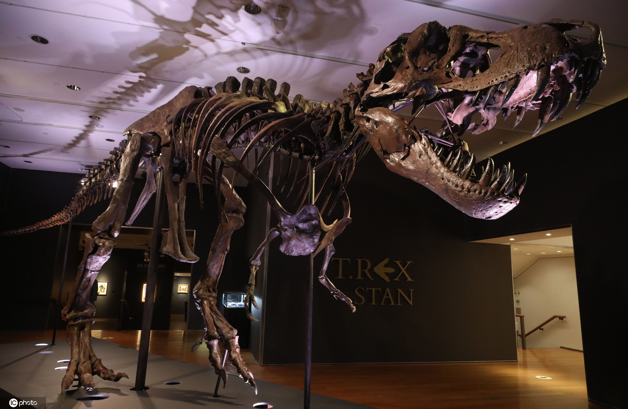 现存最完整的霸王龙化石被拍卖