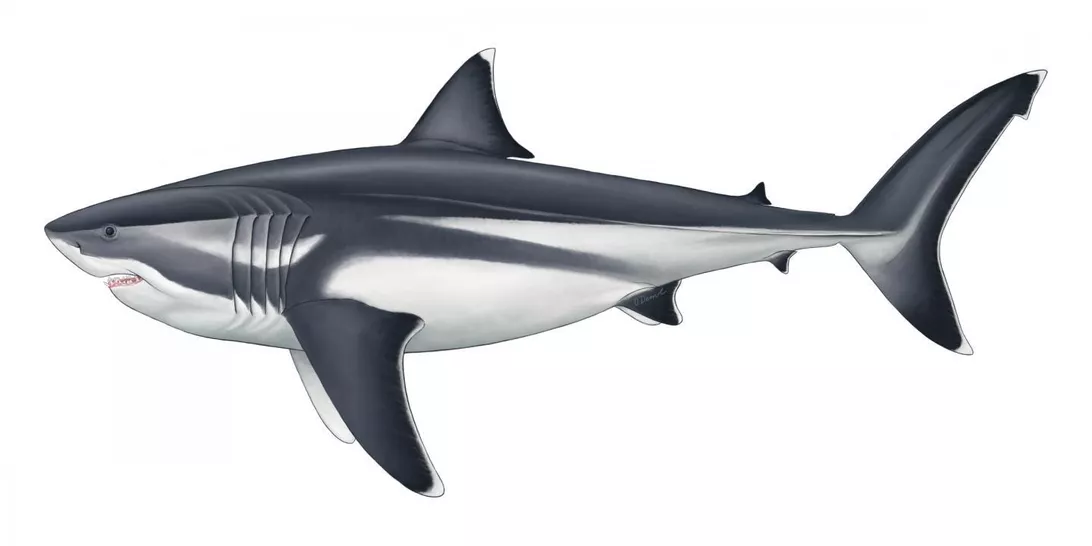 已灭绝的巨齿鲨已被确认为海洋中最大的鱼类
