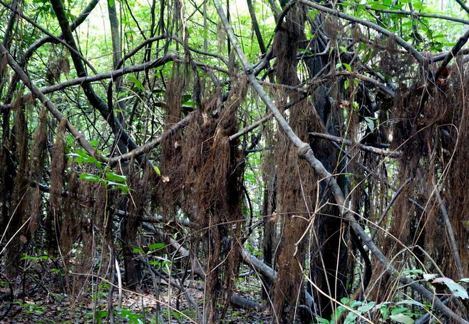 热带雨林树木生长也有周期性的变化