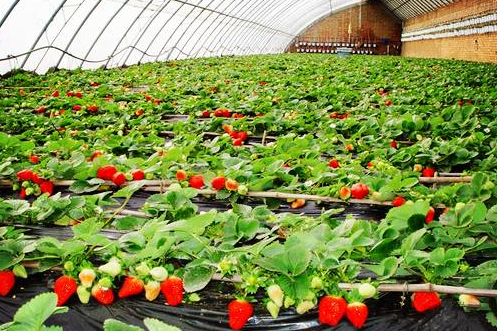 京冀草莓种植合作让农户“共享甜蜜”