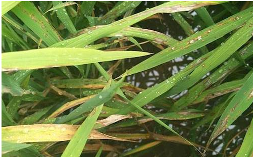 很难控制水稻害虫褐飞虱，共生细菌使它们的后代不育