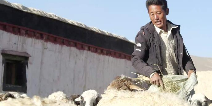 西藏宗措村：努力走小康之路， 暖“羊”照人心