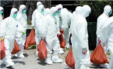 荷兰农场爆发高致病性禽流感，宰杀了35000多只家禽