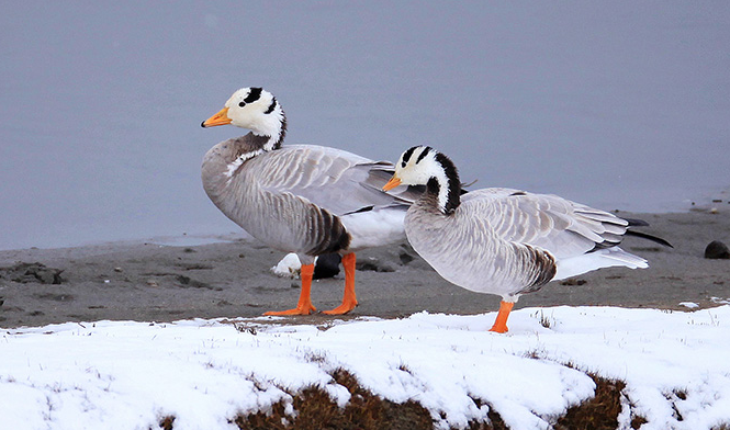 内蒙古黄河沿岸湿地：候鸟迁徙的季节来了
