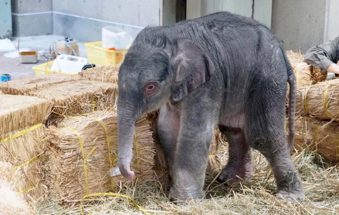 日本上野动物园诞生大象宝宝， 是1882年开园来的第一次