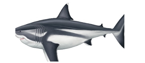 史前巨鲨的真实大小终于被揭晓了