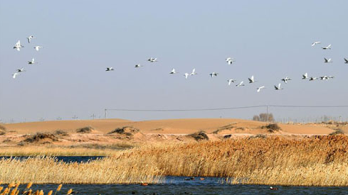 中国第8大沙漠境内湿地迎来大批迁徙候鸟