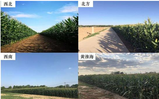 中国科学家揭示玉米增产规律