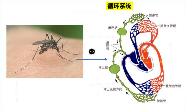 俄罗斯病毒学家：蚊子体内的新型冠状病毒不能存活24小时