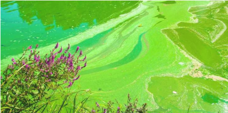 研究人员发现，控制光线可以杀死水中的有毒藻类