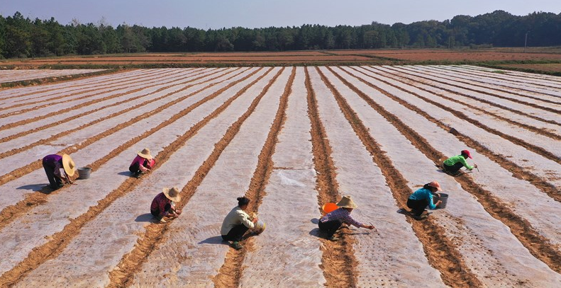 防止耕地“非粮化” 促使粮食生产平稳发展
