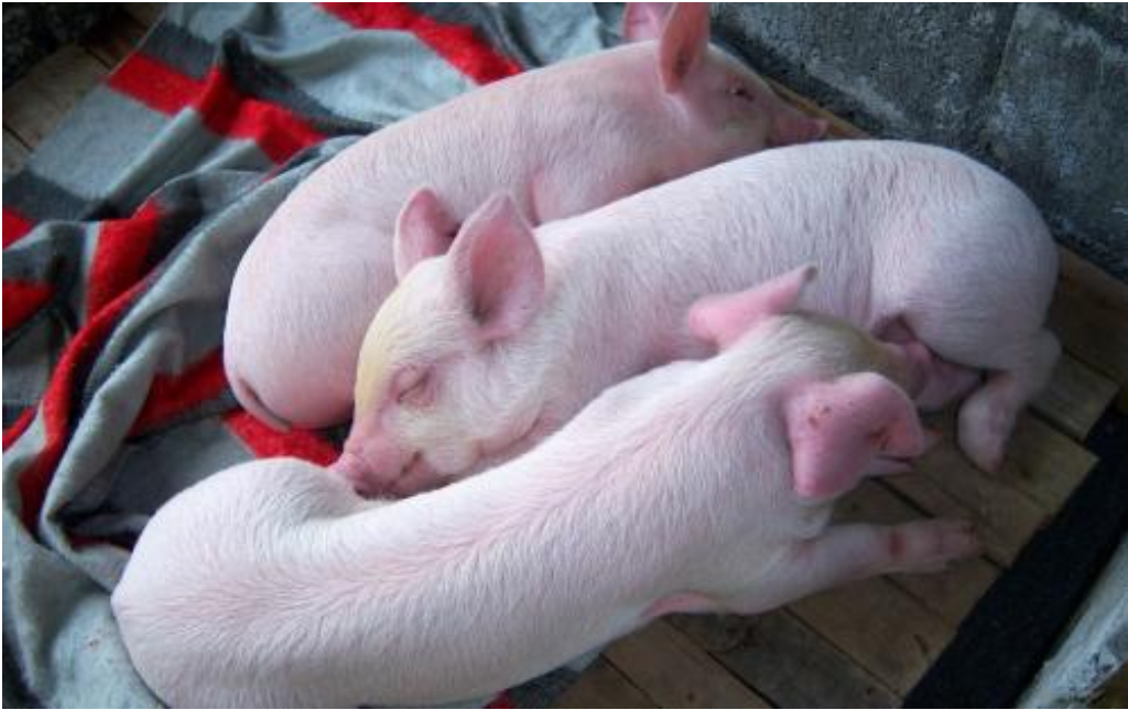 猪的价格回落到繁殖成本，增加了化肥以高价购买仔猪的风险