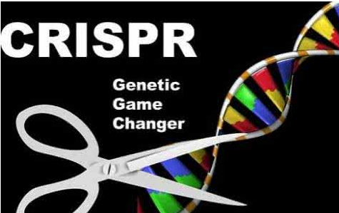 第三代"基因剪刀"CRISPR比前两代有更多的优势。