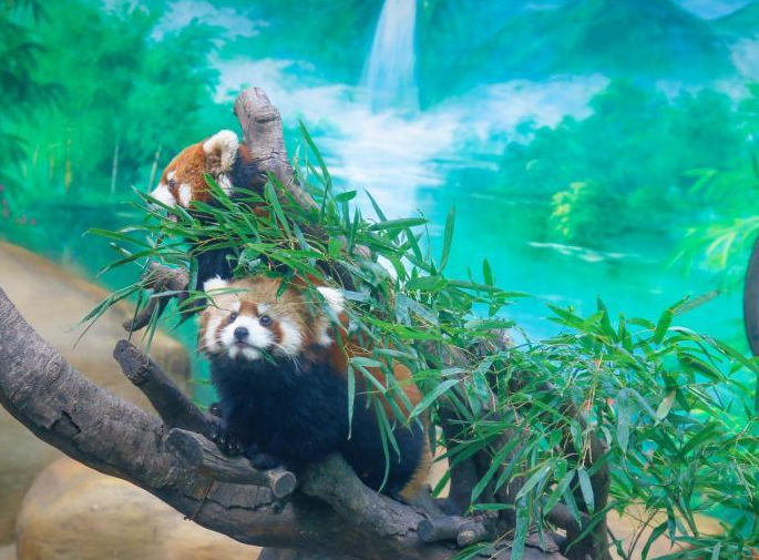常州淹城野生动物世界繁育12只红熊猫曝光了