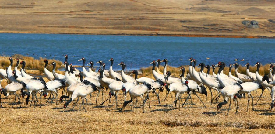 云南大山包自然保护区越冬黑颈鹤数量是历史上最多的
