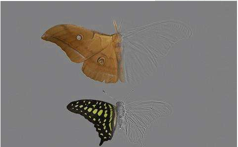 飞蛾的翅膀是天然无形的声学超级材料