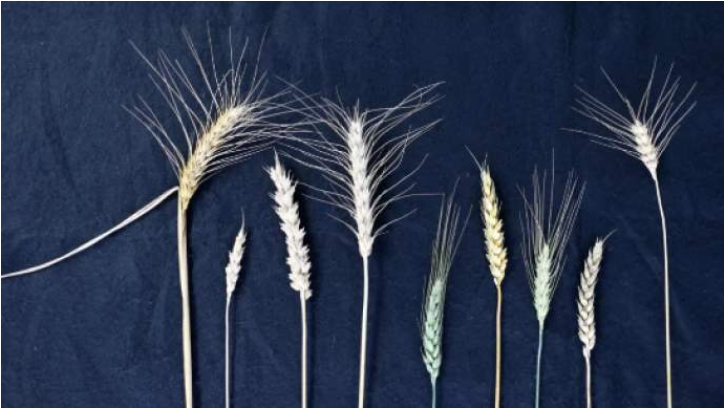 历史上最完整的小麦基因组序列图谱