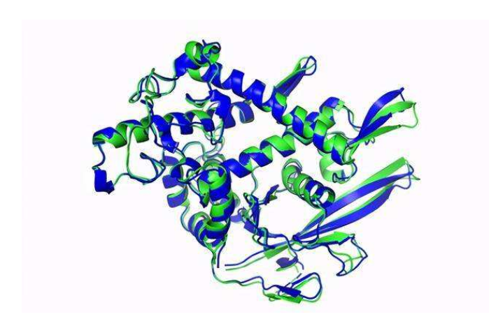 用"α折叠"精确预测蛋白质的三维结构