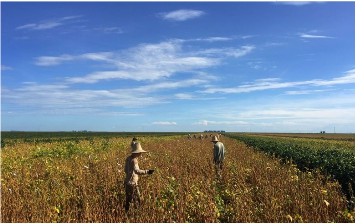 巴西豌豆农民使用华为5g技术和设备提高生产率