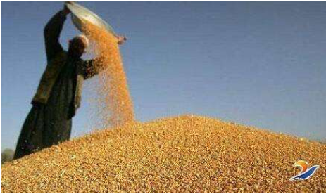 国家粮食和物资储备局：秋粮收购正逐步进入高峰，主产区采购6803万吨