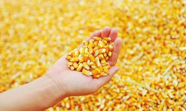 今年中国粮食量价同增：玉米价格上涨，饲料市场缺口扩大