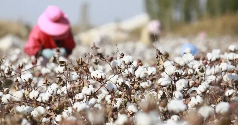 美国“新疆棉花禁令”背后的3真相
