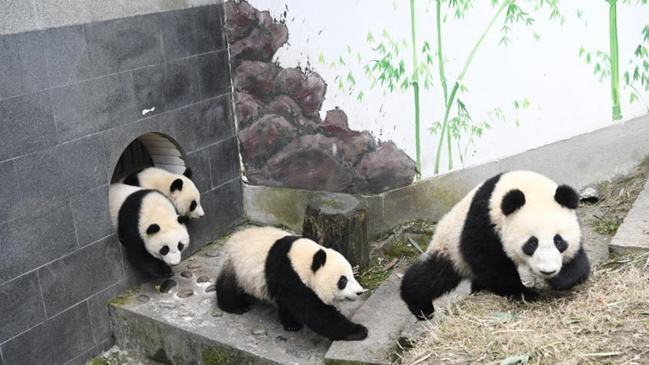 专访：研究和保护大熊猫必须要坚持国际合作