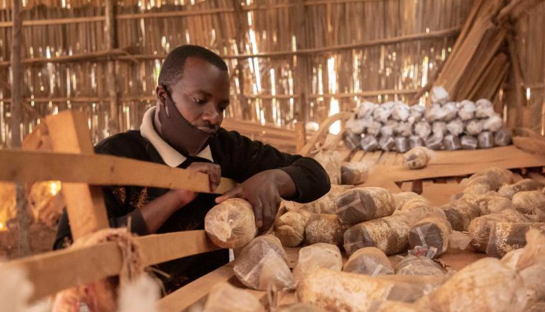 通讯：卢旺达人阿希马纳的菌草“致富经验”