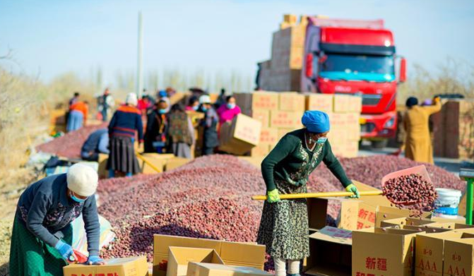 红枣成富民增收主导产业 ，新疆洛浦农民过上好生活