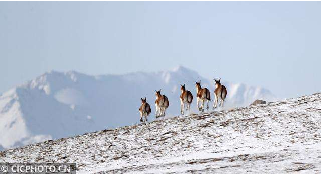 祁连山100多头藏野驴在雪地里奔跑