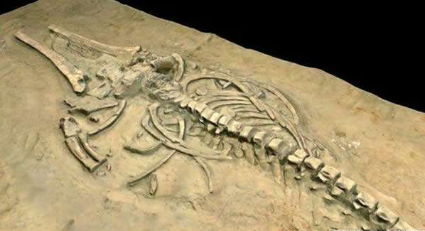 研究化石发现“霸屏”小恐龙