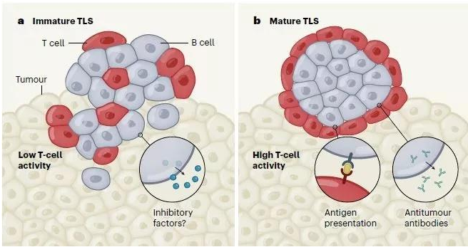 中国科学家“改造”T细胞增强抗肿瘤能力