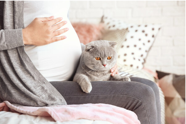 为什么怀孕会增加器官移植排斥反应的风险？