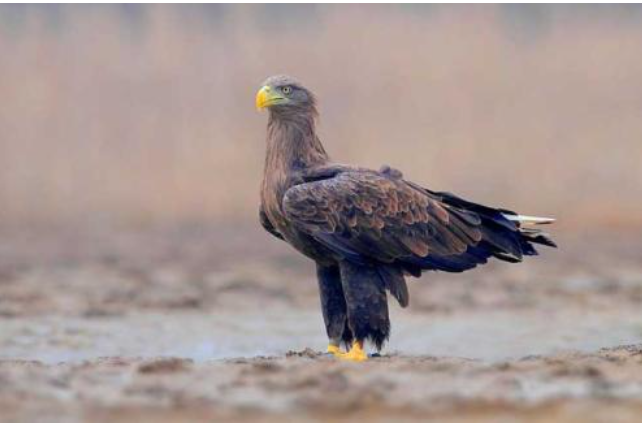国家一级保护动物白尾海鹰在云南保山首次被发现