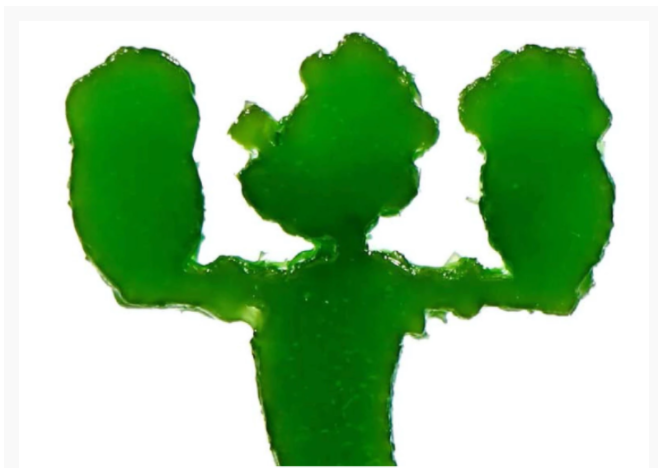 把叶绿体加到墨水里？科学家开发了新的3D打印方法