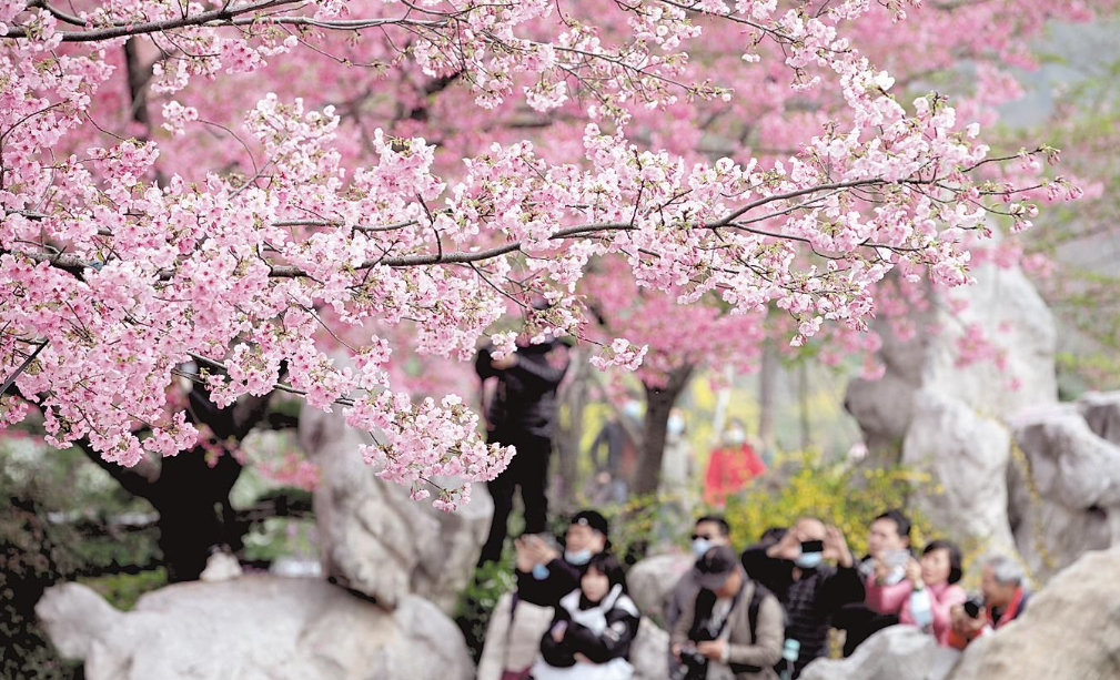 湖北邀全国游客去赏“樱花”