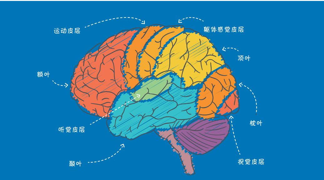  脑科学：绘制认知图式图探讨脑疾病的处方